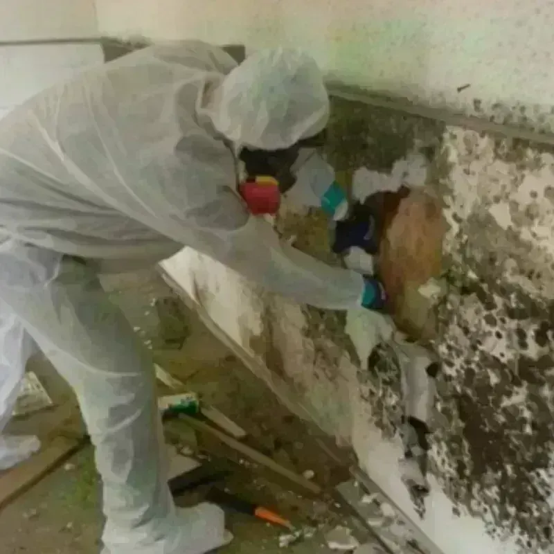 Mold Remediation and Removal in Crystal City, TX